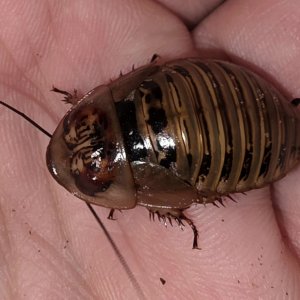 Media '10742.jpg' in category 'Cockroach Photo Gallery'