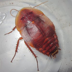 AspiduchusManati#13.JPG